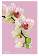 Orchid(��) �ݥ�����