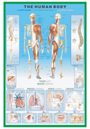 THE HUMAN BODY �ݥ�����