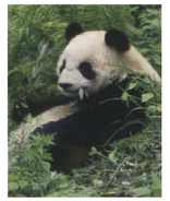 GIANT PANDA �ߥ˥ݥ�����