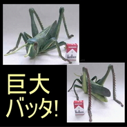 メガバッタ
