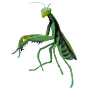 メガカマキリ