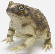 ガマガエル(メガシリーズ)
