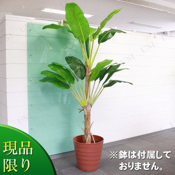 50 素晴らしい観葉 植物 バナナの木 すべての美しい花の画像