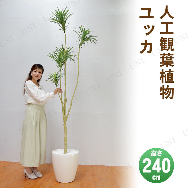 ڼʡ ե꡼  å 240cm