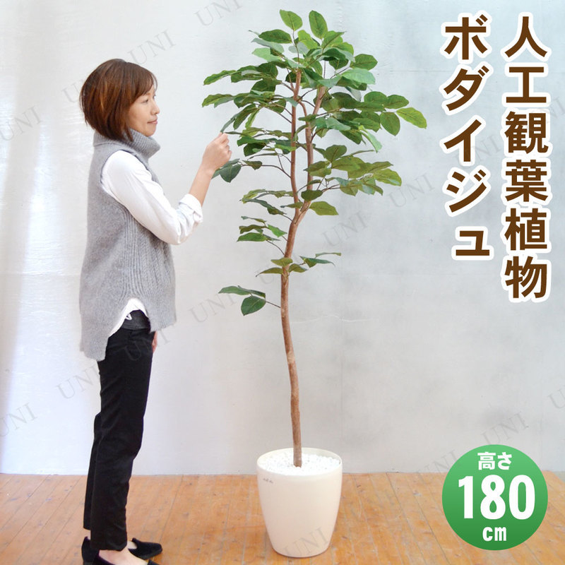 ڼʡ ե꡼  ٥󥬥󥷥 180cm