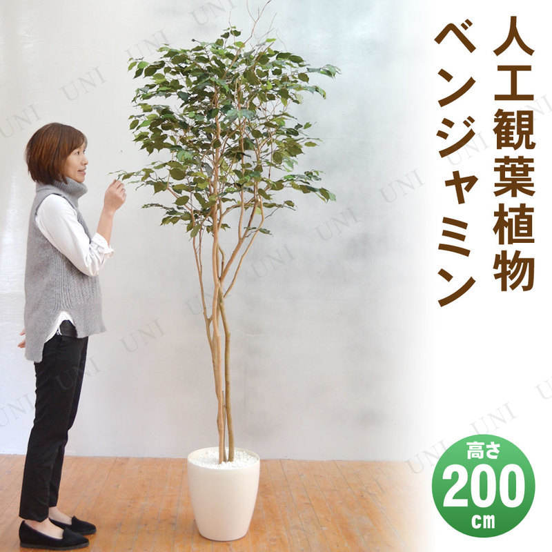 【取寄品】 フェイクグリーン 光触媒 ベンジャミン 200cm