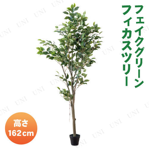 ڼʡ ե꡼ 162cm եĥ꡼
