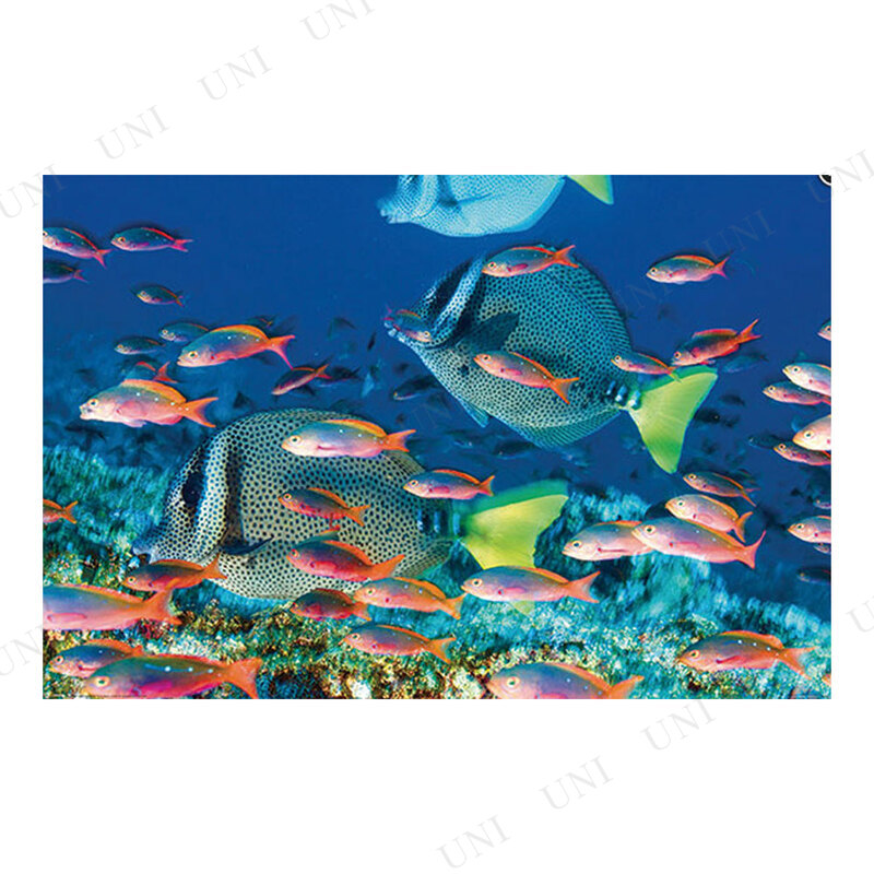 ڼʡ Yellow Tailed Surgeonfish ݥ