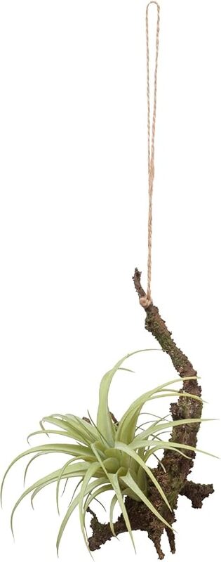 �ϥ󥮥󥰥������ץ���S