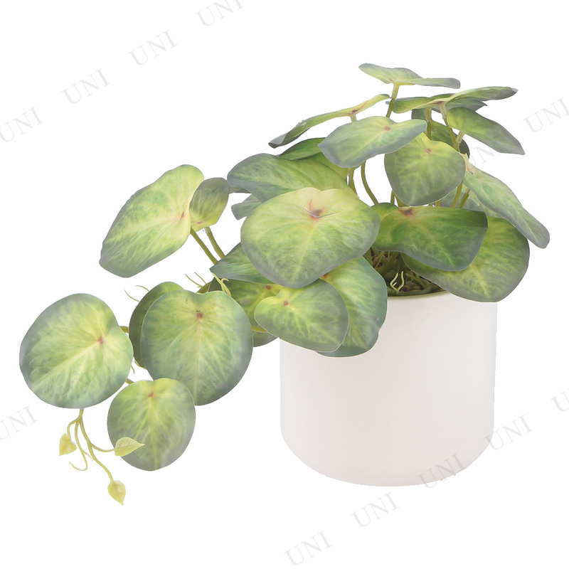 �ڼ���ʡ� �ե��������꡼�� ���󥴥˥��� ����ߥå��ݥå� �����ǰ� �͹����տ�ʪ ����ѥ��� ������������ ¸�ߴ�