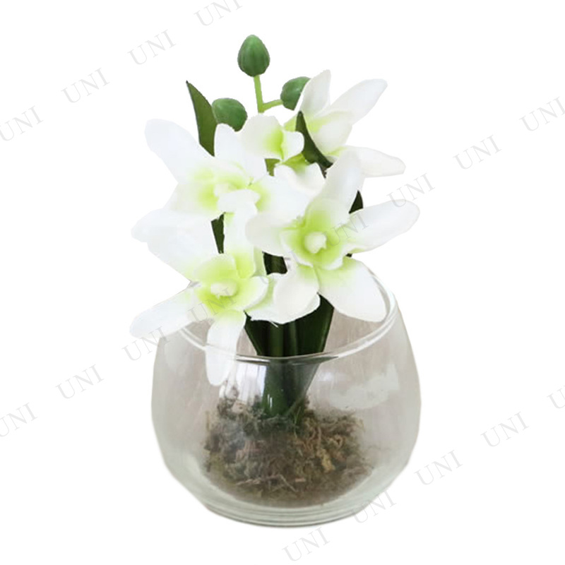 ڼʡ 饹 ۥ磻ȡ饤ȥ꡼ե(¤դ)